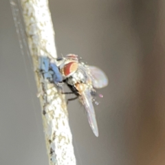 Diptera (order) at suppressed - 24 Apr 2024 by Hejor1