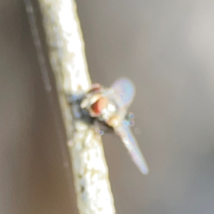 Muscoidea (super family) at Ainslie, ACT - 24 Apr 2024