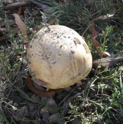 Amanita sp. (Amanita sp.) at Boro - 21 Apr 2024 by Paul4K