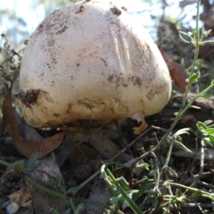 Amanita sp. at QPRC LGA - 21 Apr 2024