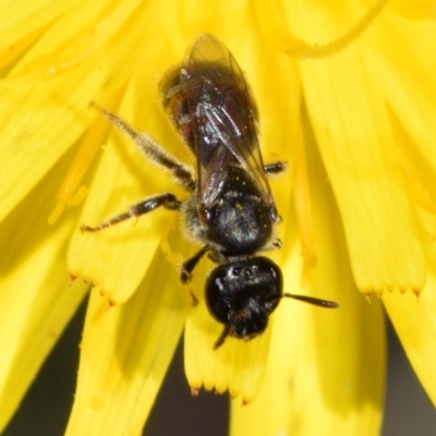 Lasioglossum sp. (genus) (Furrow Bee) at QPRC LGA - 23 Apr 2024 by DianneClarke