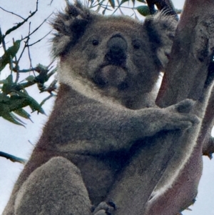 Phascolarctos cinereus at Yanakie, VIC - 15 Apr 2024