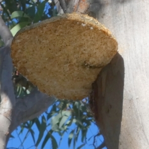 Laetiporus portentosus at QPRC LGA - 21 Apr 2024