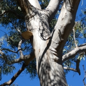 Laetiporus portentosus at QPRC LGA - 21 Apr 2024