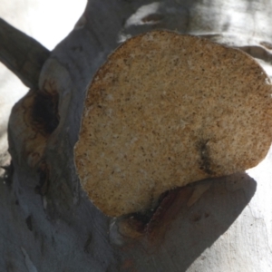 Laetiporus portentosus at QPRC LGA - 21 Apr 2024