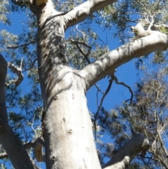 Laetiporus portentosus at QPRC LGA - 21 Apr 2024