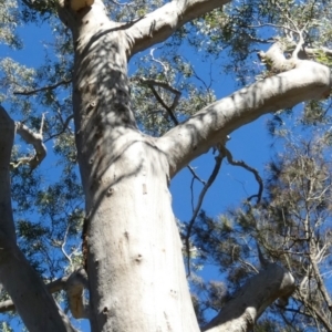 Laetiporus portentosus at QPRC LGA - 21 Apr 2024