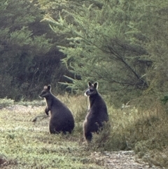 Wallabia bicolor (Swamp Wallaby) at Yanakie, VIC - 20 Apr 2024 by Louisab