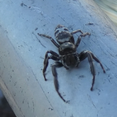 Sandalodes superbus (Ludicra Jumping Spider) at Boro - 22 Apr 2024 by Paul4K