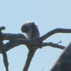 Daphoenositta chrysoptera (Varied Sittella) at Borough, NSW - 22 Apr 2024 by Paul4K