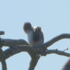 Daphoenositta chrysoptera at QPRC LGA - 23 Apr 2024