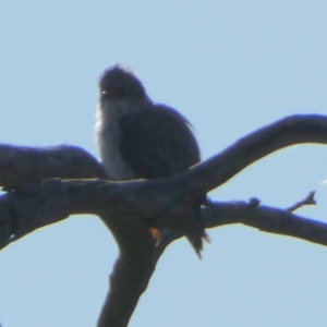 Daphoenositta chrysoptera at QPRC LGA - 23 Apr 2024