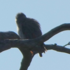 Daphoenositta chrysoptera at QPRC LGA - 23 Apr 2024