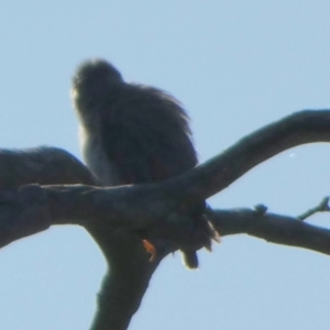 Daphoenositta chrysoptera at QPRC LGA - 23 Apr 2024