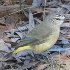 Acanthiza chrysorrhoa (Yellow-rumped Thornbill) at QPRC LGA - 23 Apr 2024 by Paul4K