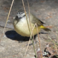 Acanthiza chrysorrhoa at QPRC LGA - 23 Apr 2024