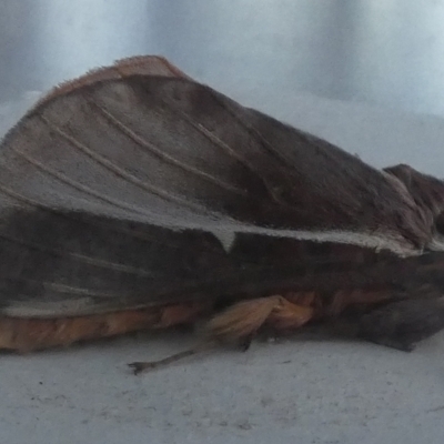 Oxycanus dirempta (Variable Oxycanus) at QPRC LGA - 24 Apr 2024 by Paul4K