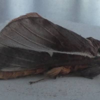 Oxycanus dirempta (Variable Oxycanus) at Borough, NSW - 23 Apr 2024 by Paul4K