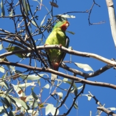 Lathamus discolor (Swift Parrot) at Lake Tuggeranong - 25 Apr 2024 by HelenCross