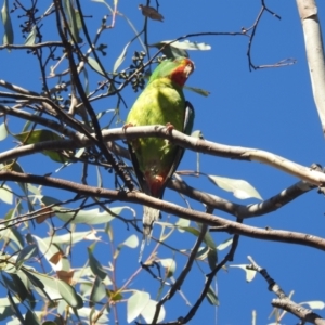 Lathamus discolor at Lake Tuggeranong - suppressed