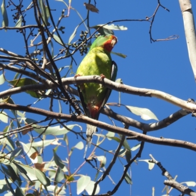 Lathamus discolor (Swift Parrot) at Lake Tuggeranong - 25 Apr 2024 by HelenCross