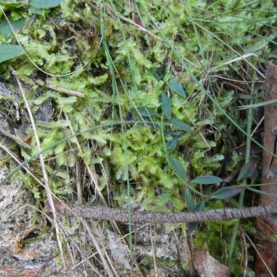 Unidentified Moss, Liverwort or Hornwort at QPRC LGA - 24 Apr 2024 by Paul4K