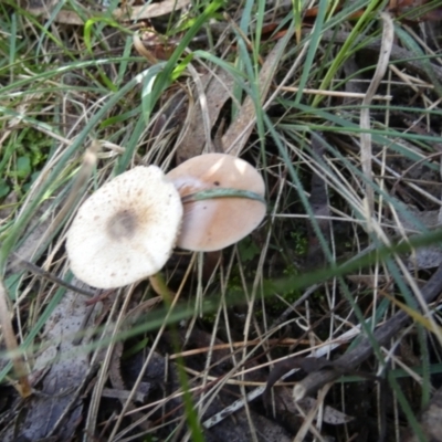 Lepiota sp. (Lepiota) at Boro - 24 Apr 2024 by Paul4K