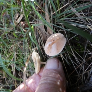 Lepiota sp. at QPRC LGA - 24 Apr 2024