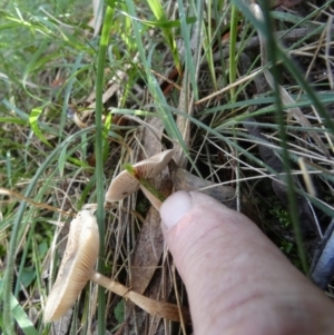 Lepiota sp. at QPRC LGA - 24 Apr 2024