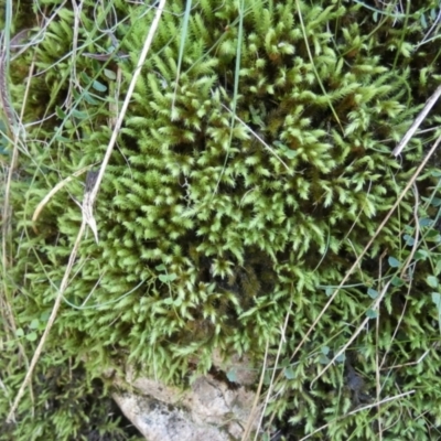 Unidentified Moss, Liverwort or Hornwort at QPRC LGA - 24 Apr 2024 by Paul4K