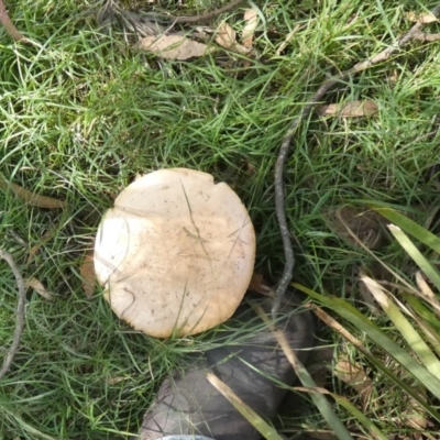 Amanita sp. (Amanita sp.) at QPRC LGA - 24 Apr 2024 by Paul4K