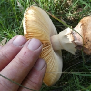 Amanita sp. at QPRC LGA - suppressed