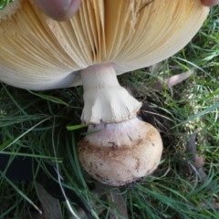 Amanita sp. at QPRC LGA - suppressed