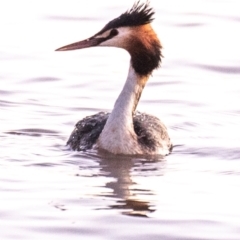 Podiceps cristatus (Great Crested Grebe) at Menindee, NSW - 26 Jul 2022 by Petesteamer