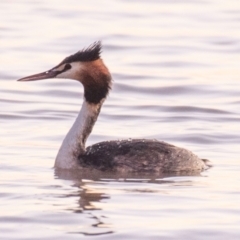 Podiceps cristatus at Menindee, NSW - 26 Jul 2022