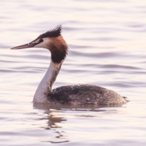 Podiceps cristatus at Menindee, NSW - 26 Jul 2022 06:01 PM