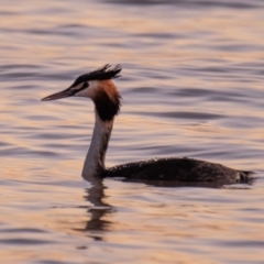 Podiceps cristatus at Menindee, NSW - 26 Jul 2022