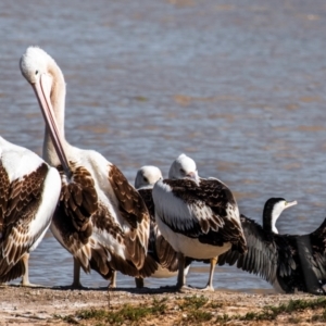 Pelecanus conspicillatus at Menindee, NSW - 26 Jul 2022