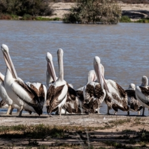 Pelecanus conspicillatus at Menindee, NSW - 26 Jul 2022