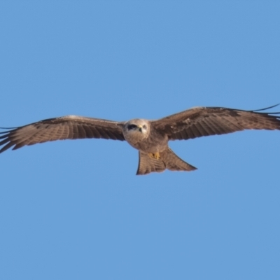 Milvus migrans (Black Kite) at Menindee, NSW - 26 Jul 2022 by Petesteamer