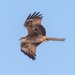 Milvus migrans at Menindee, NSW - 26 Jul 2022