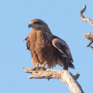 Milvus migrans at Menindee, NSW - 26 Jul 2022