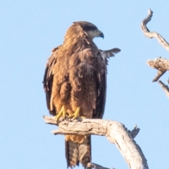 Milvus migrans at Menindee, NSW - 26 Jul 2022