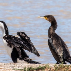 Phalacrocorax carbo at Menindee, NSW - 26 Jul 2022 11:16 AM