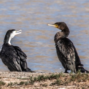 Phalacrocorax carbo at Menindee, NSW - 26 Jul 2022 11:16 AM