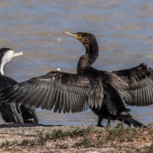 Phalacrocorax carbo at Menindee, NSW - 26 Jul 2022 11:16 AM