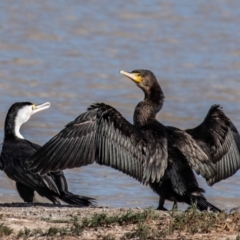 Phalacrocorax carbo at Menindee, NSW - 26 Jul 2022 11:16 AM