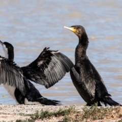 Phalacrocorax varius at Menindee, NSW - 26 Jul 2022