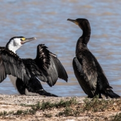 Phalacrocorax varius at Menindee, NSW - 26 Jul 2022 11:04 AM