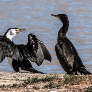 Phalacrocorax varius at Menindee, NSW - 26 Jul 2022 11:04 AM